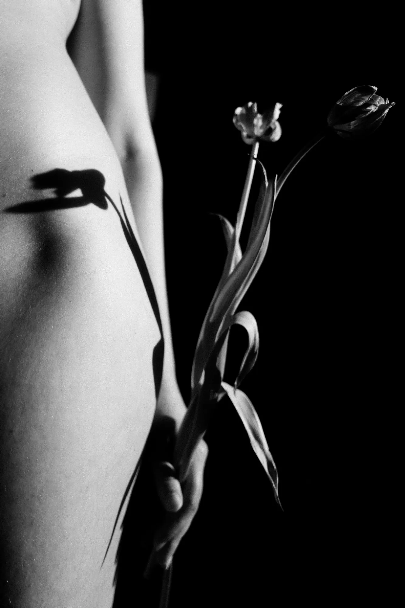 Zwei Tulpen in einer Hand vor einem nackten Körper, ihr Schatten fällt auf die Haut